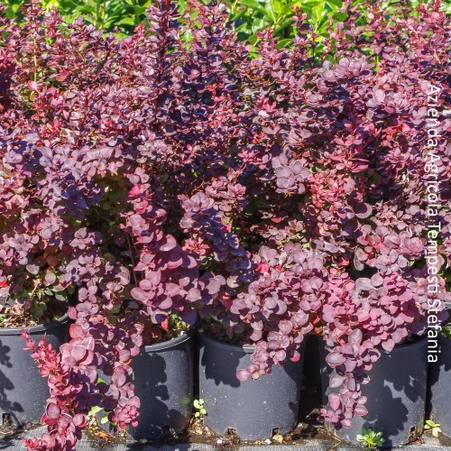 Berberis Thumbergii Atropurpurea