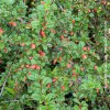 Cotoneaster Microphyllus Streib’s Findling