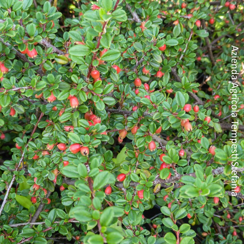 Cotoneaster Microphyllus Streib’s Findling