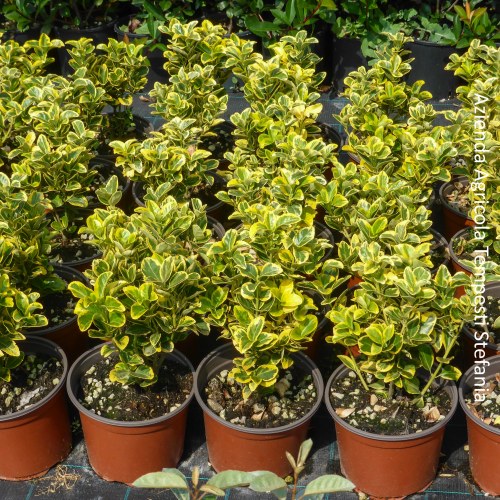 Euonymus Variegato