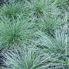 Festuca Glauca