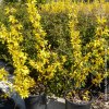 Forsythia Linwood