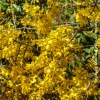 Forsythia Mindor