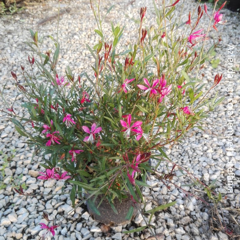 1 Gaura Lindheimeri Beatrice