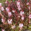 1 Gaura Lindheimeri Beatrice