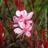 1 Gaura Lindheimeri Beatrice