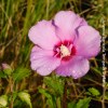 Hibiscus Syriacus Woodbridge