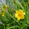 Hemerocallis Stella de Oro