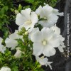 Hibiscus Syriacus Eleonore