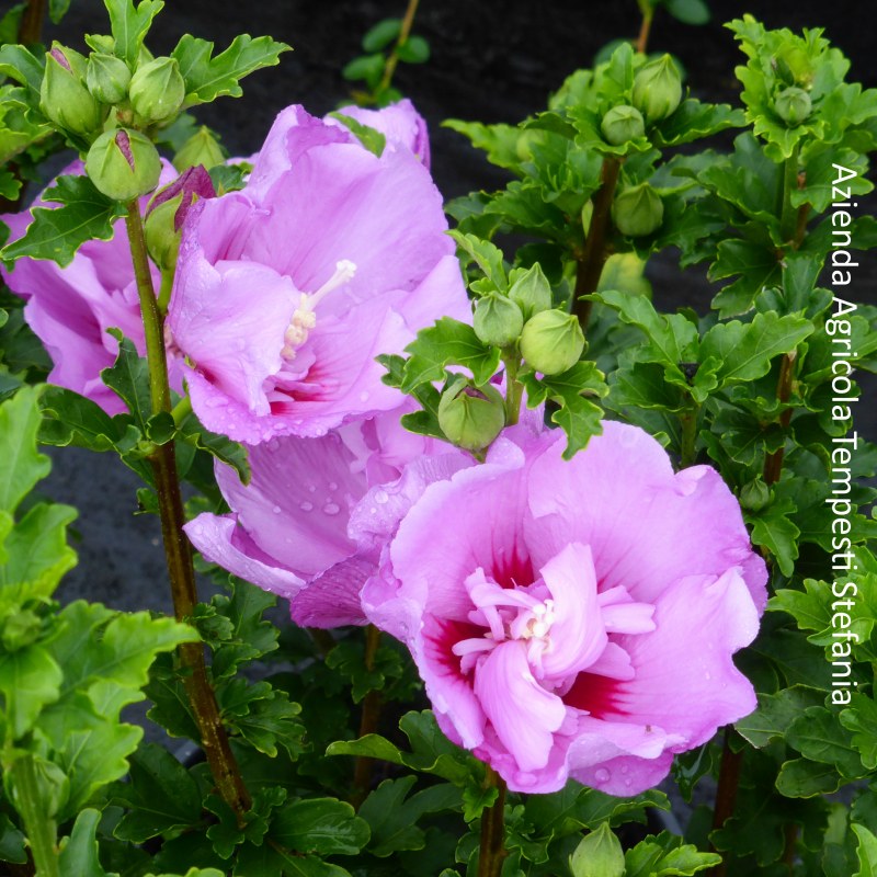 Hibiscus Syriacus Eruption