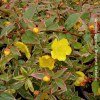 Hypericum Moserianum Tricolor