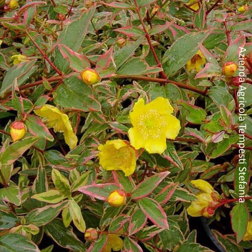 Hypericum Moserianum