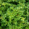 Ilex Crenata Kinme