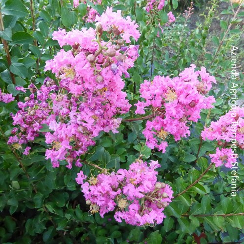 Lagerstroemia Indica a Fiori Rosa