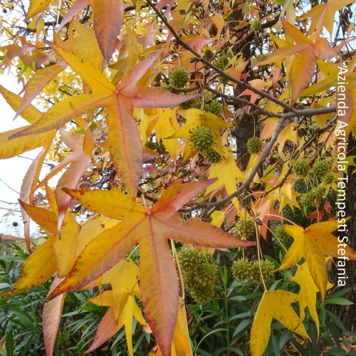 Alberi Da Giardino Da Ombra Le 10 Migliori Piante Letuepiante