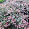 Loropetalum Chinense Fede