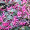 Loropetalum Chinense Fede