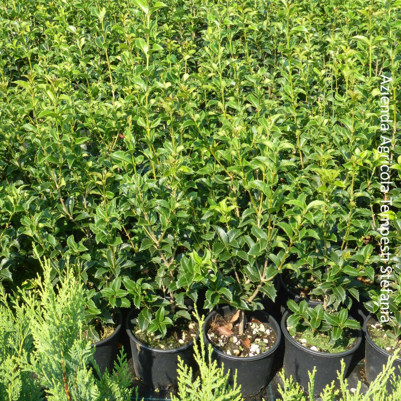 Osmanthus Aquifolium