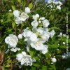 Philadelphus Virginalis