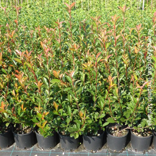 Siepe Photinia Come Creare Una Siepe Perfetta