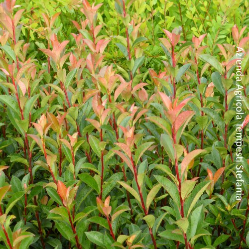 Photinia Compacta Carr&egrave; Rouge, altezza 30/40 - vaso 13