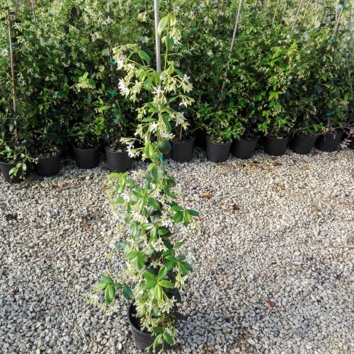 Rhyncospermum Jasminoides