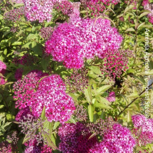 Spirea Japonica Antony Waterer