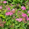 Spiraea Bumalda Antony Waterer