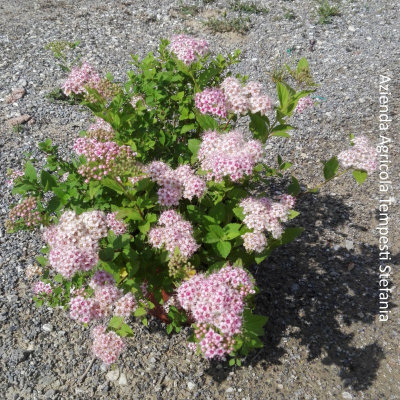 Spiraea Little Princess