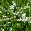 spiraea snowmound