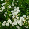 spiraea snowmound