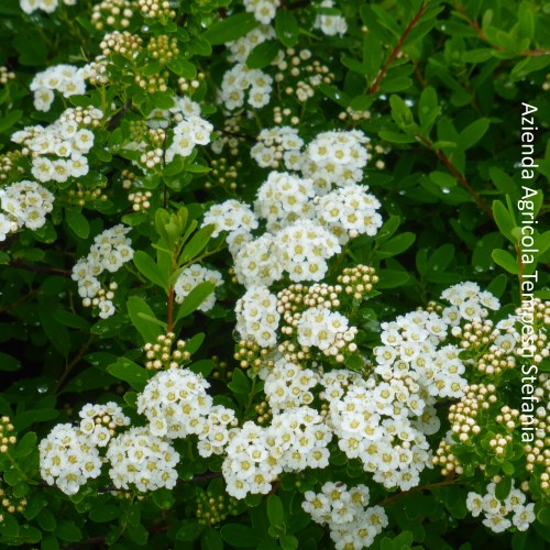 Spirea Snowmound