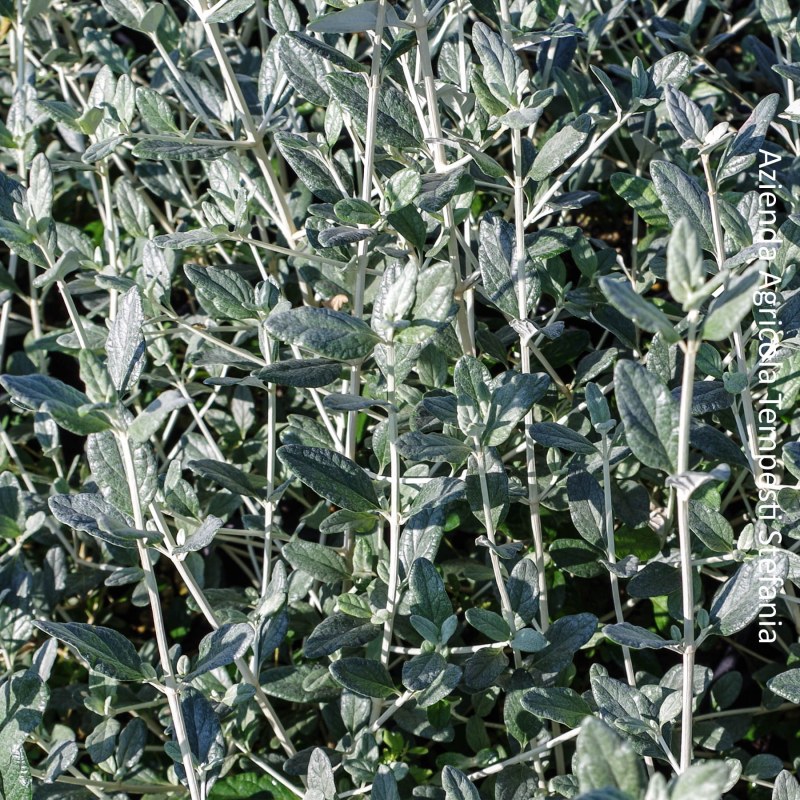 Teucrium Fruticans