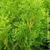 Thuja Occidentalis Smaragd