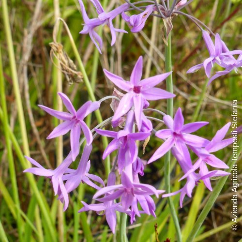 Tulbaghia Violacea