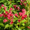 Weigela Bristol Ruby