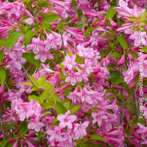 Weigela Florida