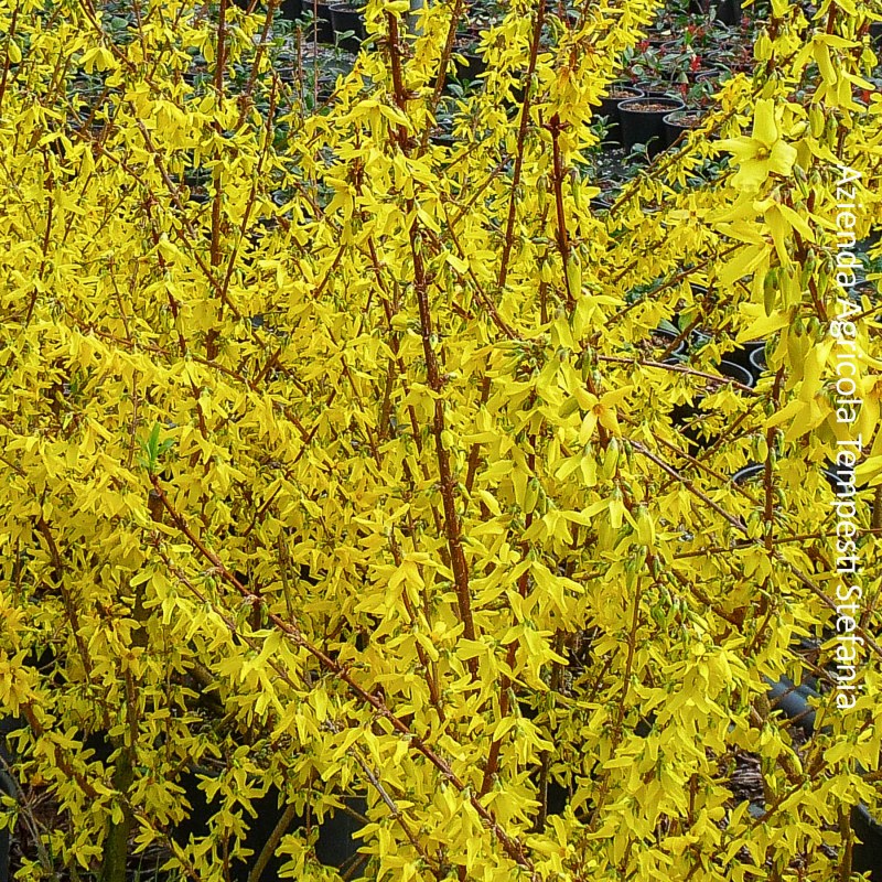 Forsythia Mikador