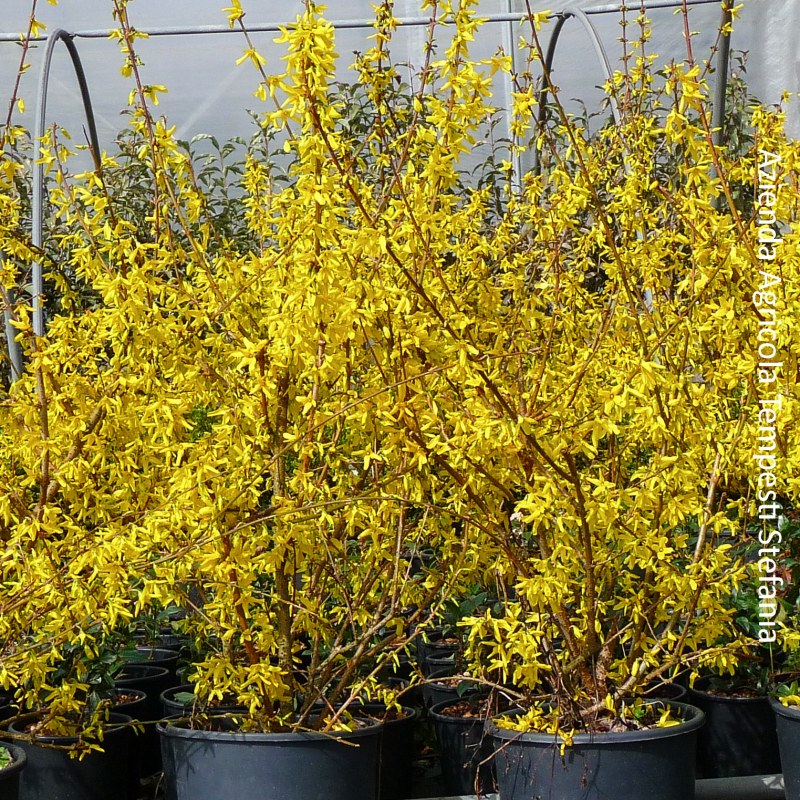 Forsythia Nimbus