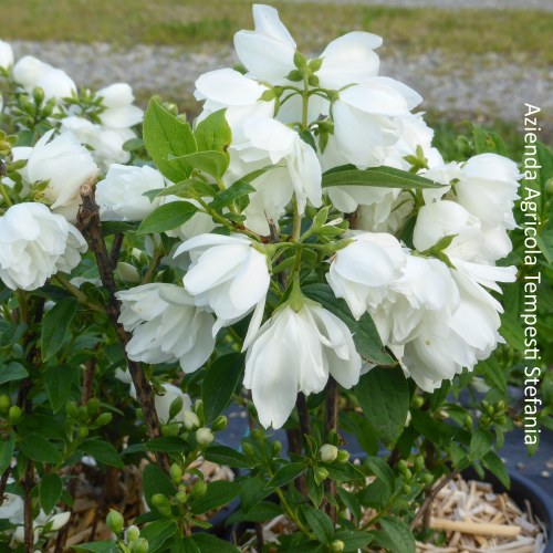 Philadelphus Snowbelle