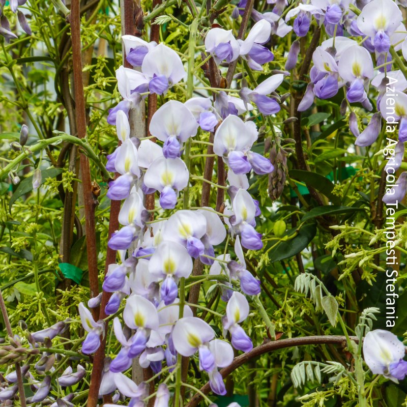 Glicine 'Eranthema'