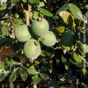 Feijoa Sellowiana