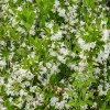 Weigelia Snowflake