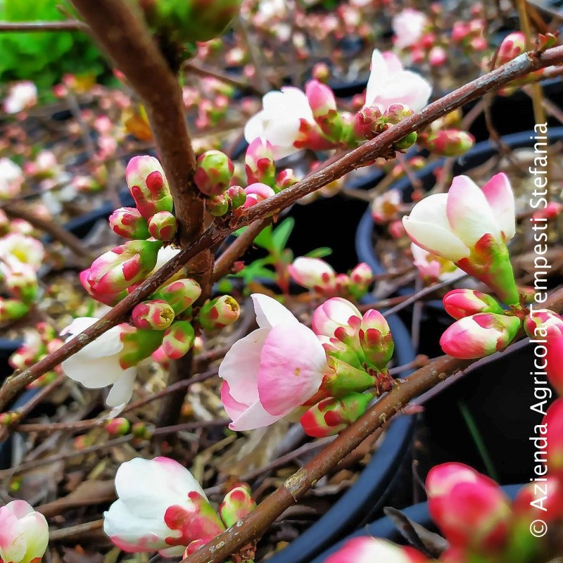 Chaenomeles Floccon Rose