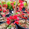 Chaenomeles Speciosa Rubra