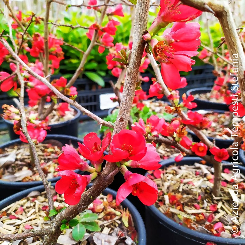 Chaenomeles Speciosa Rubra