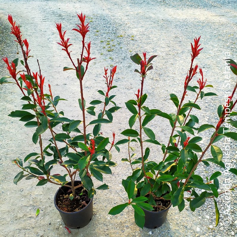 Photinia Compacta Carrè Rouge