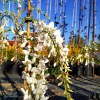 Glicine 'Longissima Alba'