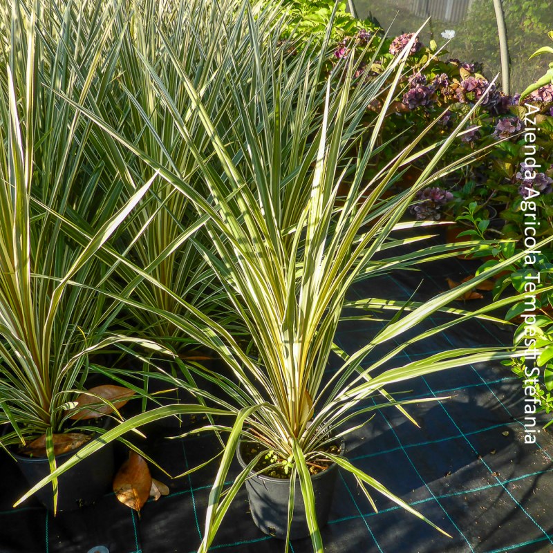 Cordyline australis Torbay Dazzler