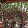 Cordyline australis Red Star